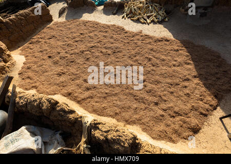 Millet setzen auf einem Dach im Lobi, Drye, Burkina Faso Stockfoto