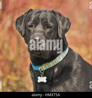 schwarzer Labrador-Kopf Stockfoto