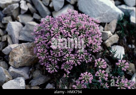 Blühende Runde-leaved Penny-Kresse (Thlaspi Rotundifolium), Brassicaceae. Stockfoto