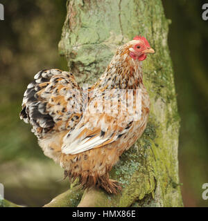 Millefleur pekin bantam Stockfoto