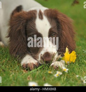 English Springer Spaniel Stockfoto