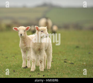 Lamm in Feld Stockfoto