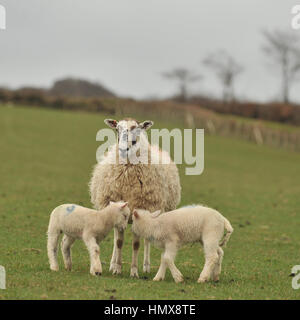 Lamm in Feld Stockfoto