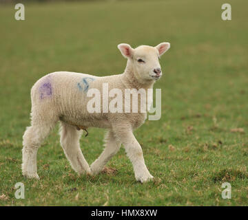 Lamm in Feld Stockfoto