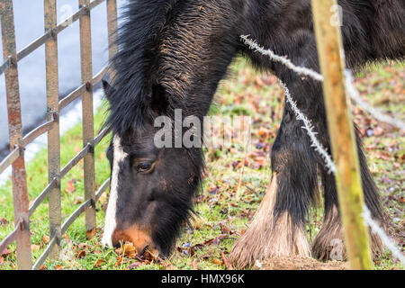 Großes Pferd erstreckt sich über einen Stacheldrahtzaun frisches Gras fressen. Stockfoto