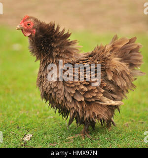 Fissel Schokolade Pekin Henne Stockfoto