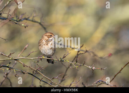 Weibliche Reed Bunting thront auf einem Ast. Stockfoto