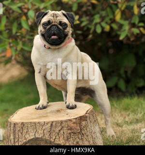 Fawn pug Stockfoto