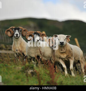 Schafe Stockfoto