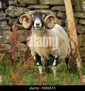 Scottish Blackface ram Stockfoto