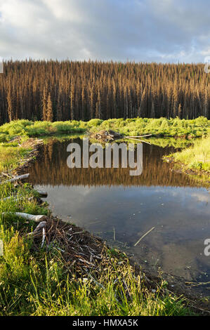 Beaver dam und Teich mit Lodge mit toten Bäumen im Hintergrund Stockfoto