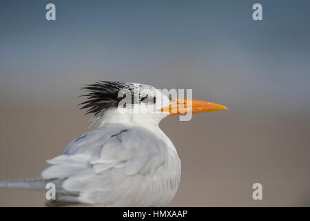 Eine königliche Tern hautnah Porträt in weiches Licht mit seinem schwarzen Kopf, die Federn heraus haften. Stockfoto