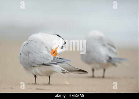 Eine königliche Tern beugt den Kopf auf dem Rücken sauber aus den Flügeln im stehen an einem Sandstrand. Stockfoto