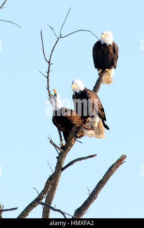 Iowa, USA. 22. Dezember 2016. Die höchste Konzentration der Adler im mittleren Westen ist entlang dem Mississippi Fluß. Tausende von Weißkopf-Seeadler Winter entlang des Flusses zwischen Minneapolis, Minnesota und 50 Meilen südlich von St. Louis, Missouri. Bildnachweis: Quad City Times / ZUMA Draht/Alamy Live News Stockfoto