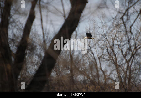 Mailand, Iowa, USA. 20. Dezember 2016. Weißkopf-Seeadler ist fliegen über dem Rock River in Mailand aus dem Rock River Trail auf Dienstag, 20. Dezember 2016 gesehen. Bildnachweis: Andy Abeyta/Quad-Stadt-Zeiten / ZUMA Draht/Alamy Live News Stockfoto