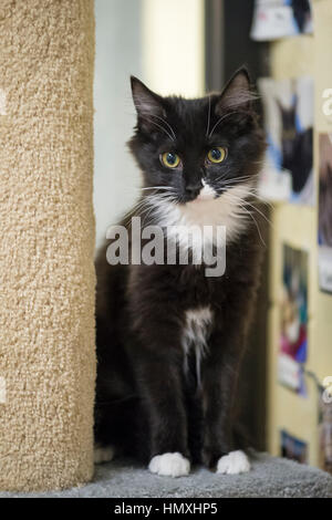 Wantagh, New York, USA. 5. Februar 2017. SALSA, sitzt eine fünf Monate alte schwarze und weiße weibliche Hauskatze auf einem Kratzbaum auf letzte Hoffnung Animal Rescue Open Houseparty bei Hallmark Channel Kitten Bowl IV. Kätzchen im letzten Hoffnung Lions-Team spielte gegen Kätzchen in North Shore Bengals Team. Letzte Hoffnung Kätzchen wurden Bestandteil jedes Kätzchen Schüssel, deren Zweck es ist, Katze und Kätzchen Adoptionen zu fördern. Bildnachweis: Ann E Parry/Alamy Live-Nachrichten Stockfoto
