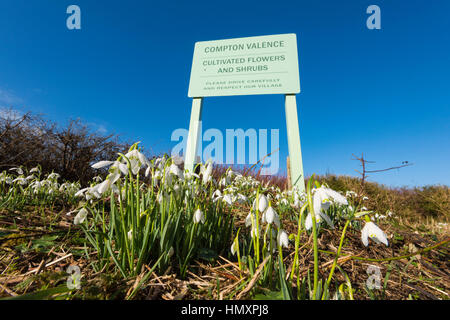 Compton Valence, Dorset, UK. 7. Februar 2017. Großbritannien Wetter. Die Spur in das Dorf Compton Valence in Dorset mit der jährlichen Anzeige von Schneeglöckchen auf dem Seitenstreifen der Straße an einem schönen sonnigen Tag, zieht zahlreiche Besucher die Aussicht ihnen. Bildnachweis: Graham Hunt/Alamy Live-Nachrichten Stockfoto