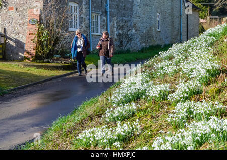 Compton Valence, Dorset, UK. 7. Februar 2017. Großbritannien Wetter. Besucher zu Fuß entlang der Spur durch das Dorf Compton Valence in Dorset, die jährliche Anzeige von Schneeglöckchen auf dem Seitenstreifen der Straße an einem schönen sonnigen Tag anzuzeigen. Bildnachweis: Graham Hunt/Alamy Live-Nachrichten Stockfoto