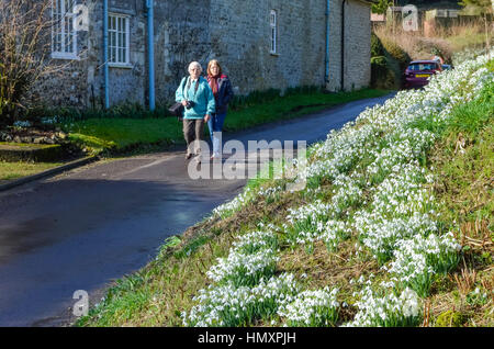 Compton Valence, Dorset, UK. 7. Februar 2017. Großbritannien Wetter. Besucher zu Fuß entlang der Spur durch das Dorf Compton Valence in Dorset, die jährliche Anzeige von Schneeglöckchen auf dem Seitenstreifen der Straße an einem schönen sonnigen Tag anzuzeigen. Bildnachweis: Graham Hunt/Alamy Live-Nachrichten Stockfoto