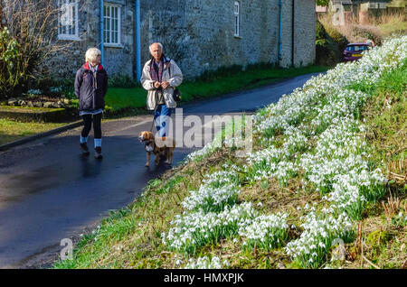 Compton Valence, Dorset, UK. 7. Februar 2017. Großbritannien Wetter. Besucher zu Fuß entlang der Spur durch das Dorf Compton Valence in Dorset, die jährliche Anzeige von Schneeglöckchen auf dem Seitenstreifen der Straße an einem schönen sonnigen Tag anzuzeigen. Bildnachweis: Graham Hunt/Alamy Live-Nachrichten Stockfoto