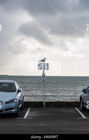 Marazion, Cornwall, UK. 7. Februar 2017. Großbritannien Wetter. Wechselhaftes Wetter in Cornwall, mit einem düsteren Nachmittag für Möwen, als Oliver Colvile, konservative Wartungstafel für Plymouth Sutton und Devonport wurde eine Debatte über die Möwen in Coastal Städten gewährt. Bildnachweis: Simon Maycock/Alamy Live-Nachrichten Stockfoto