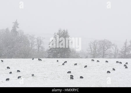 Balfron, Stirling, UK. 7. Februar 2017. UK-Wetter - schwarze Schafe grasen auf einem schneebedeckten Feld auf eine höhere Ebene in Stirlingshire Credit: Kay Roxby/Alamy Live News Stockfoto