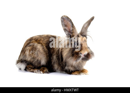 Eine Studioaufnahme von einem Löwenkopf Kaninchen gegen einen weißen Hintergrund erschossen Stockfoto