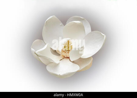 Immergrüne Magnolie (Magnolia Grandiflora). Evegreen Magnolie, Bull Bay, Bullbay Agnolia, Laurel Magnolia und Loblolly Magnolia auch genannt. Bild f Stockfoto