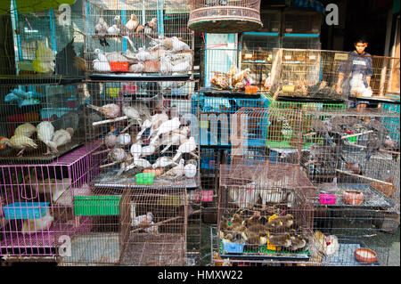 Tiere in Chatuchak-Markt, Bangkok Stockfoto