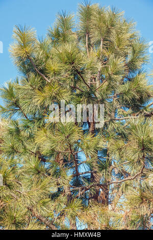 Gelb-Kiefer (Pinus Ponderosa). Bull-Kiefer, Blackjack Kiefer und Western Yellow Pine auch genannt Stockfoto