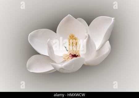 Immergrüne Magnolie (Magnolia Grandiflora). Evegreen Magnolie, Bull Bay, Bullbay Agnolia, Laurel Magnolia und Loblolly Magnolia auch genannt. Ich geändert Stockfoto