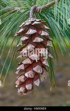 Bhutan Tannenzapfen (Pinus Wallichiana). Auch blaue Kiefer, Himalaya Tanne und Himalaya White Pine genannt. Eine weitere wissenschaftliche Namen sind Pinus Griffithii ein Stockfoto