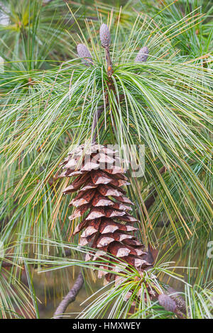 Bhutan Tannenzapfen (Pinus Wallichiana). Auch blaue Kiefer, Himalaya Tanne und Himalaya White Pine genannt. Eine weitere wissenschaftliche Namen sind Pinus Griffithii ein Stockfoto