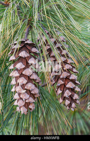 Bhutan Tannenzapfen (Pinus Wallichiana). Auch blaue Kiefer, Himalaya Tanne und Himalaya White Pine genannt. Eine weitere wissenschaftliche Namen sind Pinus Griffithii ein Stockfoto