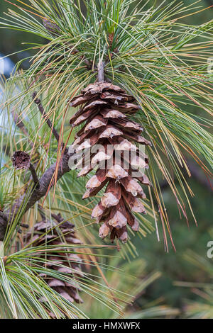 Bhutan Tannenzapfen (Pinus Wallichiana). Auch blaue Kiefer, Himalaya Tanne und Himalaya White Pine genannt. Eine weitere wissenschaftliche Namen sind Pinus Griffithii ein Stockfoto