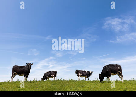 Rinder grasen auf einer saftig grünen Wiese tagsüber Stockfoto