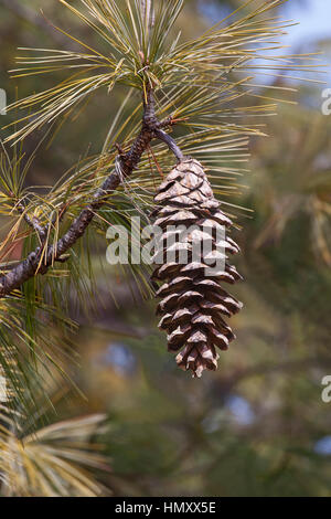 Bhutan Tannenzapfen (Pinus Wallichiana). Auch blaue Kiefer, Himalaya Tanne und Himalaya White Pine genannt. Eine weitere wissenschaftliche Namen sind Pinus Griffithii ein Stockfoto