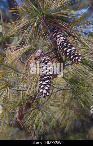 Bhutan Tannenzapfen (Pinus Wallichiana). Auch blaue Kiefer, Himalaya Tanne und Himalaya White Pine genannt. Eine weitere wissenschaftliche Namen sind Pinus Griffithii ein Stockfoto