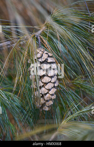 Bhutan Tannenzapfen (Pinus Wallichiana). Auch blaue Kiefer, Himalaya Tanne und Himalaya White Pine genannt. Eine weitere wissenschaftliche Namen sind Pinus Griffithii ein Stockfoto