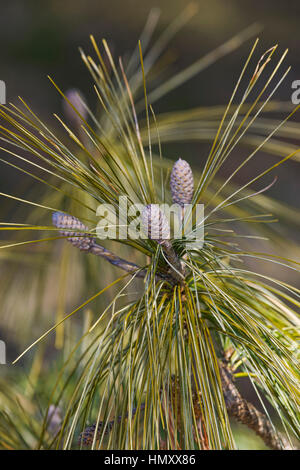 Bhutan-Kiefer (Pinus Wallichiana). Auch blaue Kiefer, Himalaya Tanne und Himalaya White Pine genannt. Eine weitere wissenschaftliche Namen sind Pinus Griffithii und Pin Stockfoto