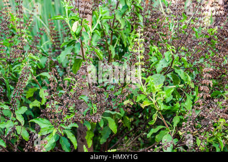 Basilikum-Baum mit Blume [Ocimum Tenuiflorum] Stockfoto