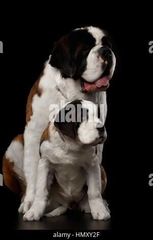 Zwei Saint Bernard Dog, Welpen und ihre Mutter auf isolierte schwarzer Hintergrund Stockfoto