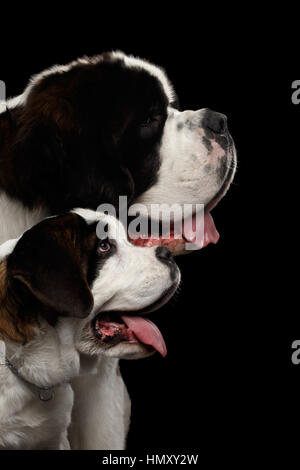 Zwei Saint Bernard Dog, Welpen und ihre Mutter auf isolierte schwarzer Hintergrund Stockfoto