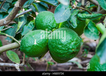 Closeup auf die wachsende Kalk Stockfoto