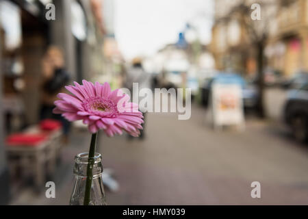 ESSEN, Deutschland - 25. Januar 2017: Isolierte Rosenblüte, die Bestandteil der outdoor Tisch Dekoration Ofa Café an der Rüttenscheider Straße ist Stockfoto