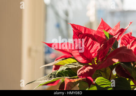 ESSEN, Deutschland - 25. Januar 2017: Schöne rote Blüten glänzen in der Wintersonne Stockfoto