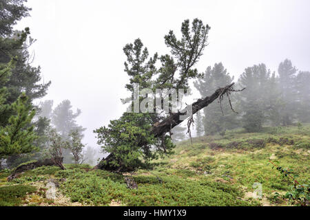 Sibirische Kiefer. Nachgewachsene Leben und wurde starke Zweige und trockene toten Baumstamm. Dichter Nebel in bergigen Wäldern. Ost-Sibirien. Russland Stockfoto