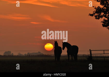 Zwei Pferde in einem Feld bei Sonnenuntergang Stockfoto