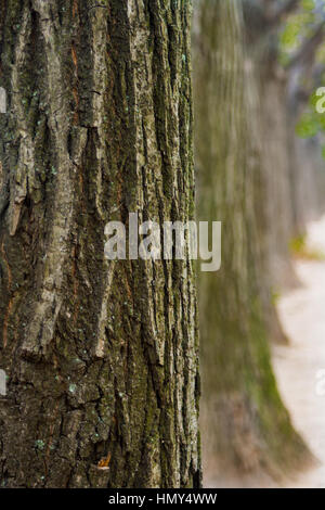 Baumrinde hautnah mit Bäumen im Hintergrund Stockfoto