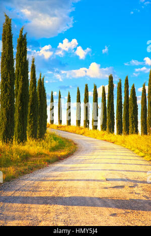 Reihen von Zypressen und eine weiße Straße ländliche Landschaft. Siena, Toskana, Italien, Europa. Stockfoto